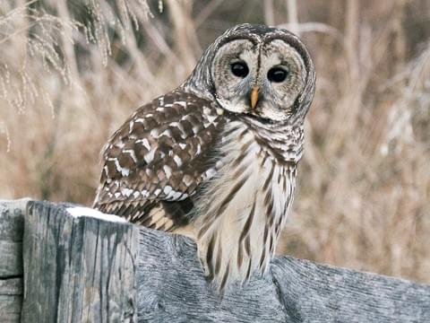 barredowl