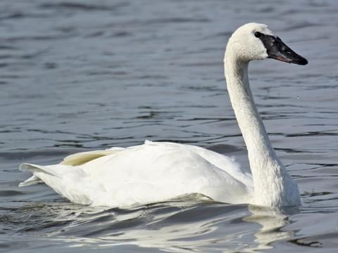 swan