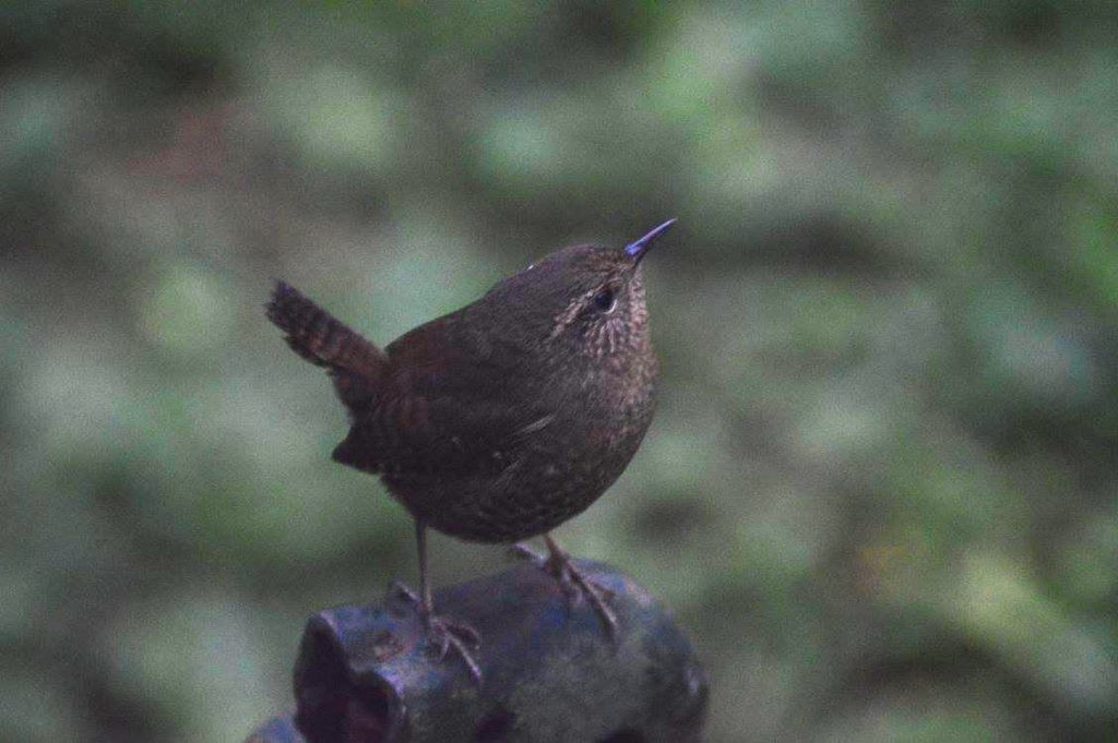 wren